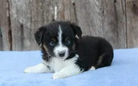Ember (BET), a female Toy Australian Shepherd for sale in Weir, MS – Photo 1 of 2