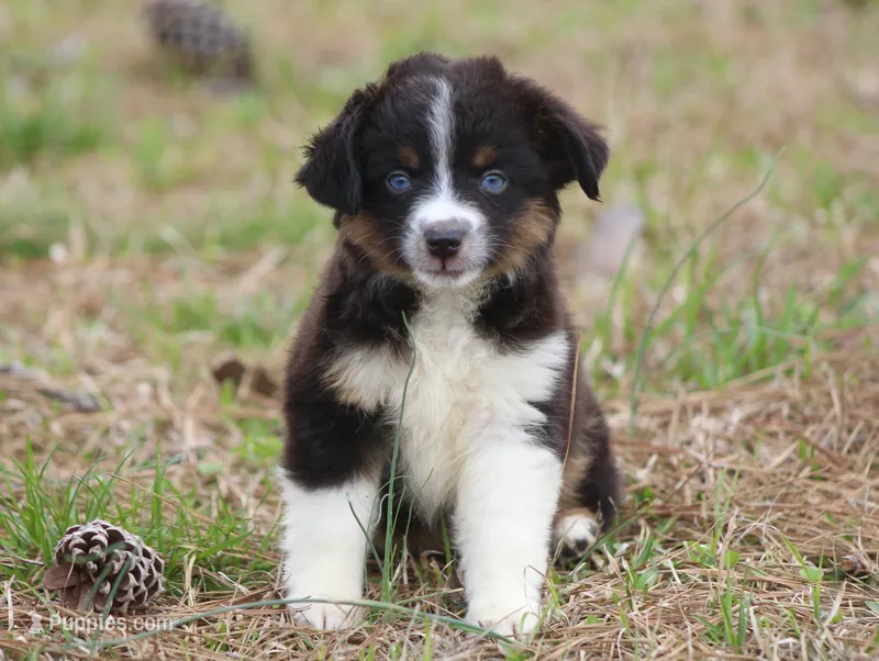 Ember (BET) – Toy Australian Shepherd puppy for sale in Weir, MS