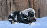 Jaxson, a male Miniature Aussiedoodle for sale in Weir, MS – 2 of 4
