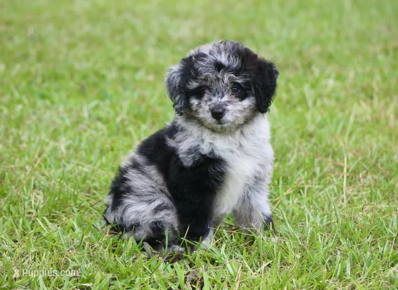 Chrissy (Toy) – Miniature Aussiedoodle puppy for sale in Weir, MS