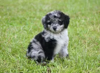 Chrissy (Toy), a female Miniature Aussiedoodle for sale in Weir, MS – 1 of 3