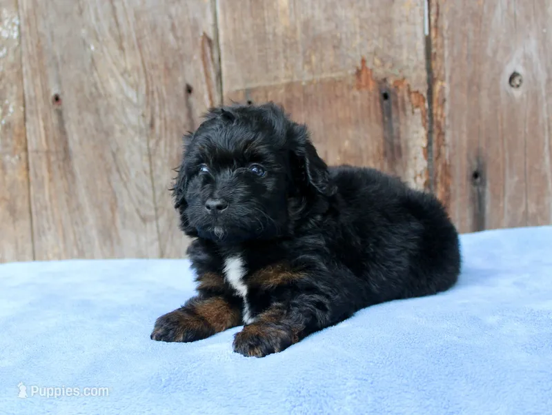 Colt (Toy) – Miniature Aussiedoodle puppy for sale in Weir, MS