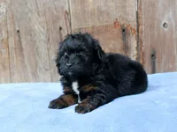 Colt (Toy), a male Miniature Aussiedoodle for sale in Weir, MS – 1 of 3
