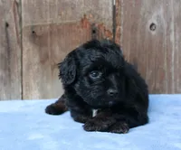 Colt (Toy), a male Miniature Aussiedoodle for sale in Weir, MS – 2 of 3