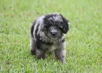 Aspen (toy), a male Miniature Aussiedoodle for sale in Weir, MS – 2 of 3