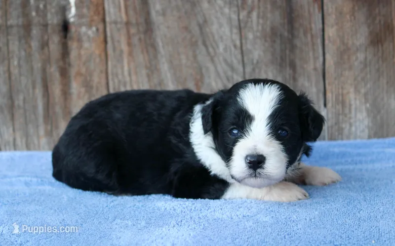 Cora (toy) – Miniature Aussiedoodle puppy for sale in Weir, MS