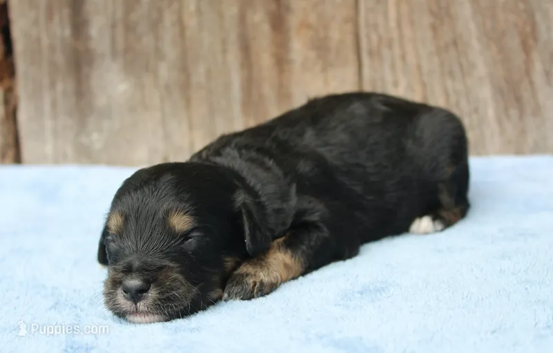 Clint (Toy) – Miniature Aussiedoodle puppy for sale in Weir, MS