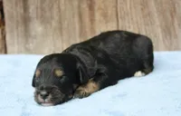 Clint (Toy), a male Miniature Aussiedoodle for sale in Weir, MS – 1 of 3
