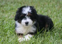 Kyle, a male Miniature Aussiedoodle for sale in Weir, MS – 3 of 6