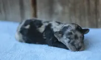 Dane, a male Miniature Aussiedoodle for sale in Weir, MS – 2 of 3
