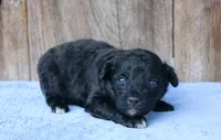 Alexa , a female Toy Australian Shepherd for sale in Weir, MS – 1 of 3