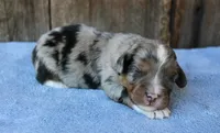 Jagger, a male Miniature Aussiedoodle for sale in Weir, MS – 6 of 6