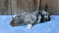 Jagger, a male Miniature Aussiedoodle for sale in Weir, MS – 5 of 6