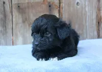 Ethan (toy), a male Miniature Aussiedoodle for sale in Weir, MS – 3 of 4