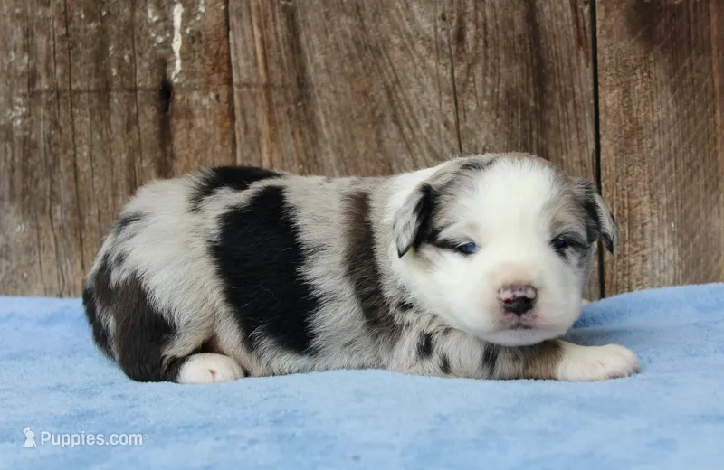 Adam – Miniature Australian Shepherd puppy for sale in Weir, MS