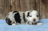 Adam, a male Miniature Australian Shepherd for sale in Weir, MS – 1 of 3