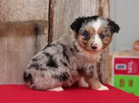 Larkin, a female Toy Australian Shepherd for sale in Weir, MS – Photo 2 of 2