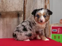 Larkin, a female Toy Australian Shepherd for sale in Weir, MS – Photo 1 of 2