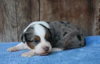 Kaci, a female Miniature Aussiedoodle for sale in Weir, MS – 2 of 3