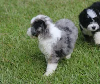 Kaci, a female Miniature Aussiedoodle for sale in Weir, MS – 4 of 6