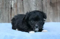 Elvis (Toy), a male Miniature Aussiedoodle for sale in Weir, MS – Photo 3 of 3
