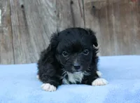 Elvis (Toy), a male Miniature Aussiedoodle for sale in Weir, MS – Photo 2 of 3