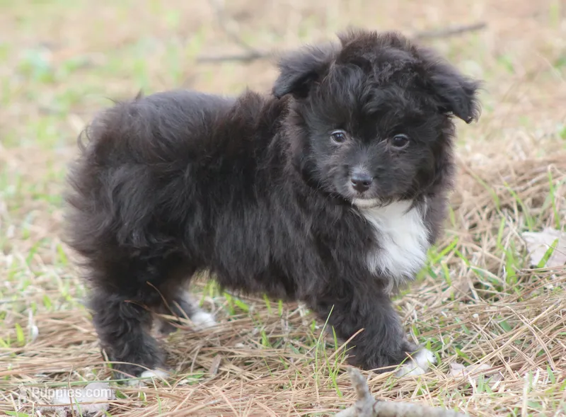 Elvis (Toy) – Miniature Aussiedoodle puppy for sale in Weir, MS