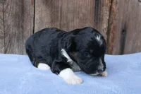 Janise, a female Miniature Aussiedoodle for sale in Weir, MS – 2 of 5