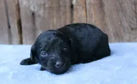 Jake, a male Miniature Aussiedoodle for sale in Weir, MS – 2 of 4