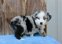 Ace, a male Miniature Australian Shepherd for sale in Weir, MS – 2 of 3