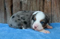 Kami, a female Miniature Aussiedoodle for sale in Weir, MS – 1 of 2