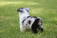 Ace, a male Toy Australian Shepherd for sale in Weir, MS – 2 of 3