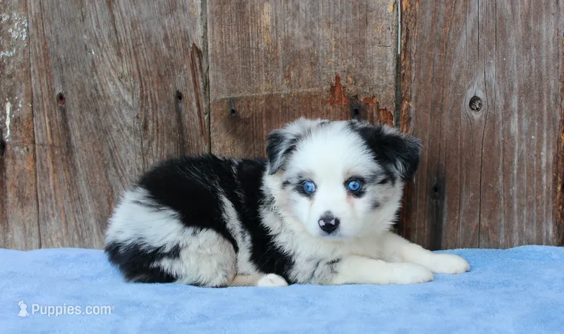 Ace – Miniature Australian Shepherd puppy for sale in Weir, MS