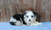Ace, a male Miniature Australian Shepherd for sale in Weir, MS – 1 of 3