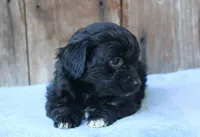 Ethan (toy), a male Miniature Aussiedoodle for sale in Weir, MS – 4 of 4