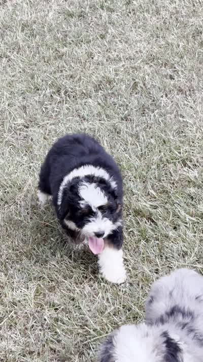 Kadin, a male Miniature Aussiedoodle for sale in Weir, MS – 6 of 6