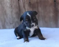 Everly, a female Toy Australian Shepherd for sale in Weir, MS – Photo 1 of 3
