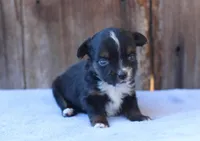 Everly, a female Toy Australian Shepherd for sale in Weir, MS – Photo 3 of 3