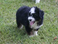 Kadin, a male Miniature Aussiedoodle for sale in Weir, MS – 4 of 6