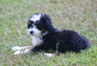 Kyle, a male Miniature Aussiedoodle for sale in Weir, MS – 2 of 6