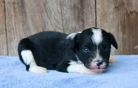 Andi (BET), a male Toy Australian Shepherd for sale in Weir, MS – 2 of 4