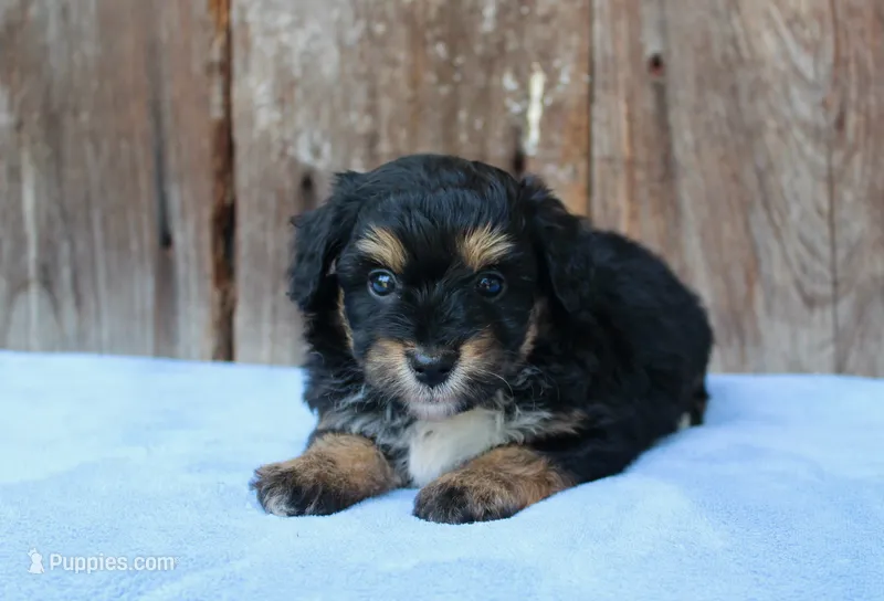 Clint (Toy) – Miniature Aussiedoodle puppy for sale in Weir, MS