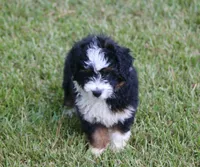 Kadin, a male Miniature Aussiedoodle for sale in Weir, MS – 3 of 6