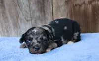 Aspen, a male Toy Australian Shepherd for sale in Weir, MS – 3 of 3
