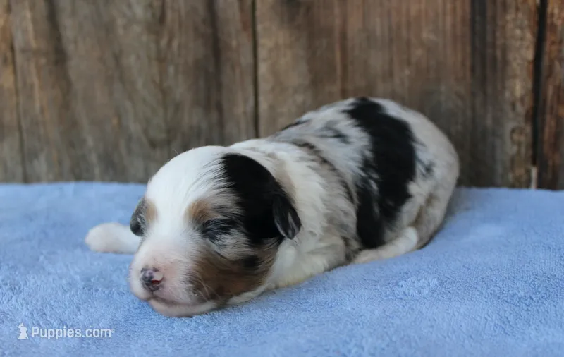 Dalton – Miniature Aussiedoodle puppy for sale in Weir, MS