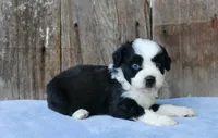 Kelton (toy), a male Miniature Aussiedoodle for sale in Weir, MS – 1 of 3