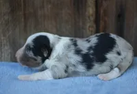 Dalton, a male Miniature Aussiedoodle for sale in Weir, MS – 3 of 3