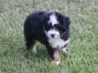 Kadin, a male Miniature Aussiedoodle for sale in Weir, MS – 1 of 6
