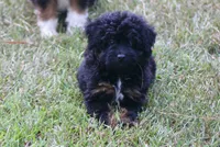 Kendall (toy), a male Miniature Aussiedoodle for sale in Weir, MS – 3 of 6