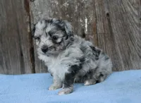 Eli (toy), a male Miniature Aussiedoodle for sale in Weir, MS – Photo 1 of 3